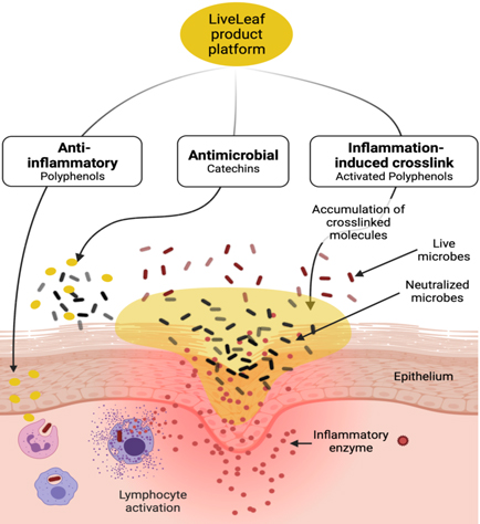 Restores Normal Immunity